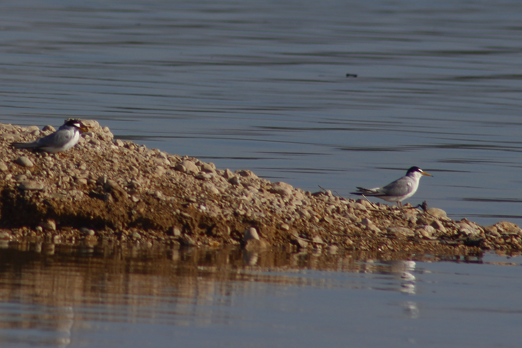 Little Tern